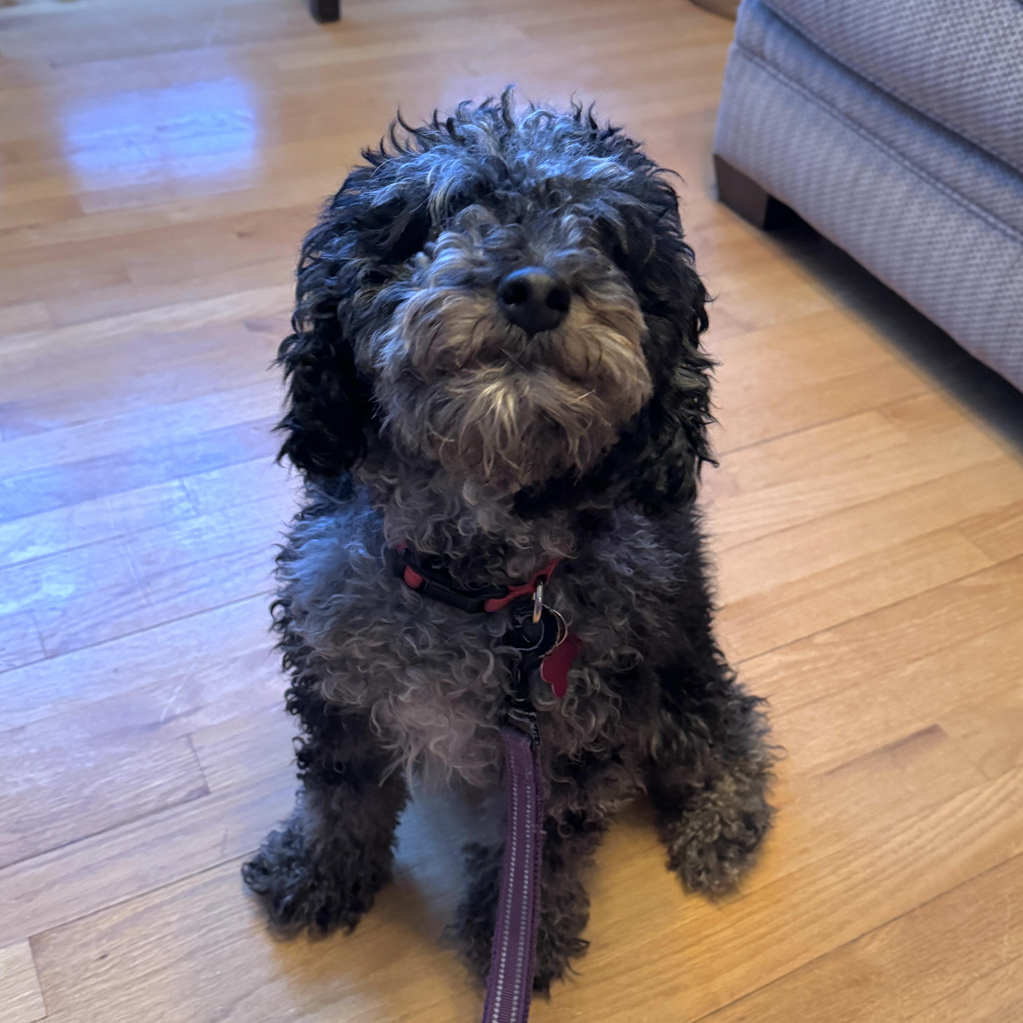 Parker, a ADOPTABLE mixed breed in Prior Lake, MN image 3/6