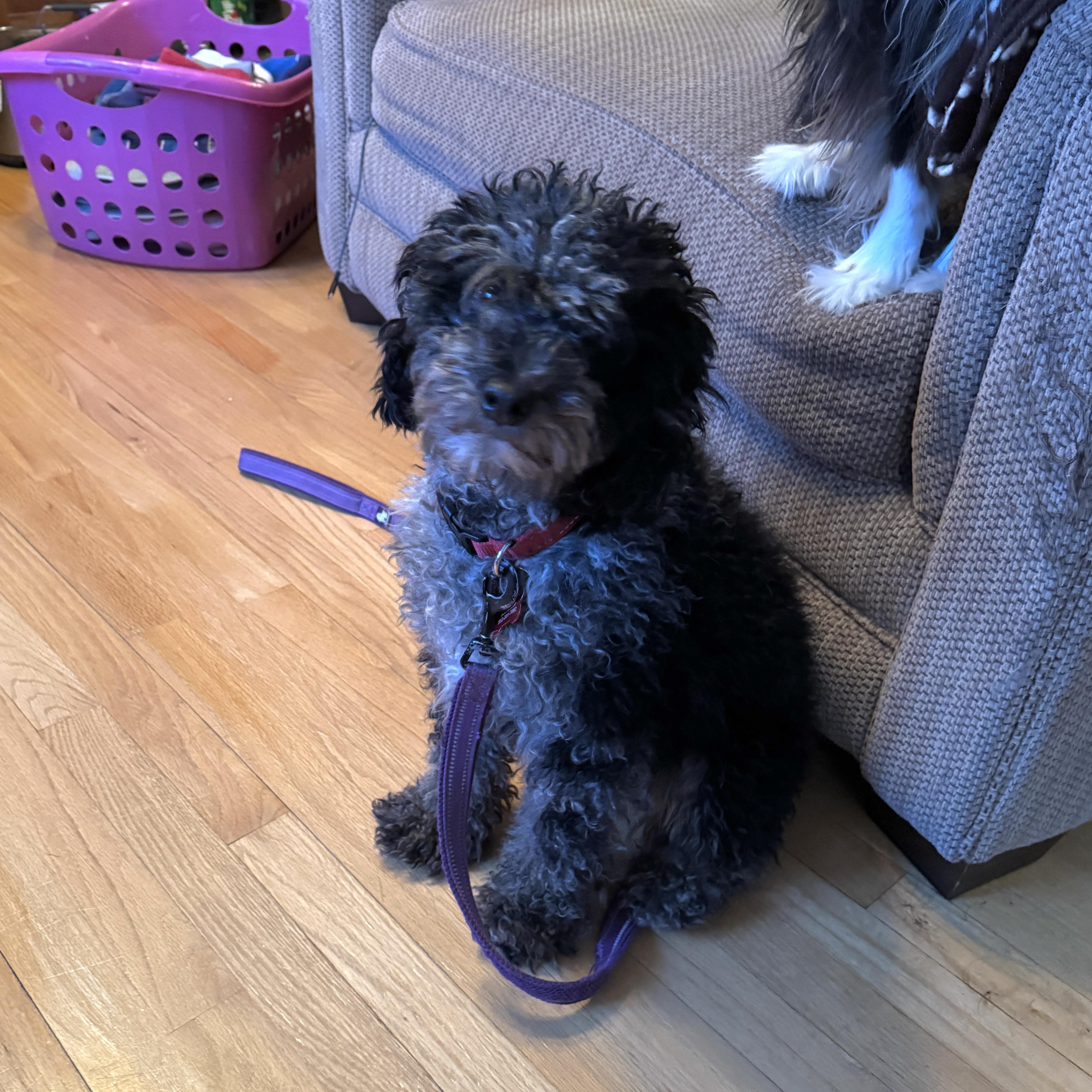 Parker, a ADOPTABLE mixed breed in Prior Lake, MN image 4/6