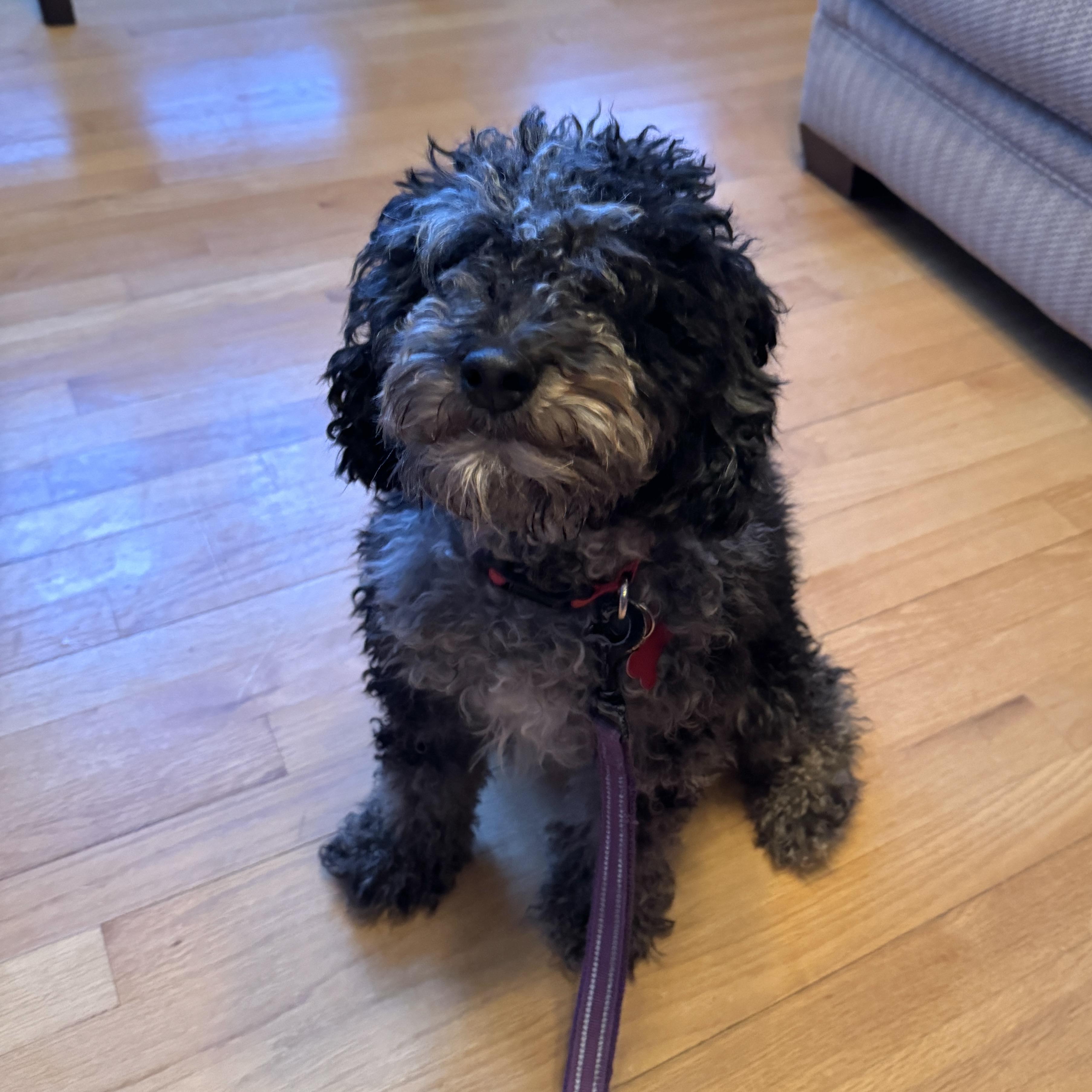 Parker, a ADOPTABLE mixed breed in Prior Lake, MN image 5/6