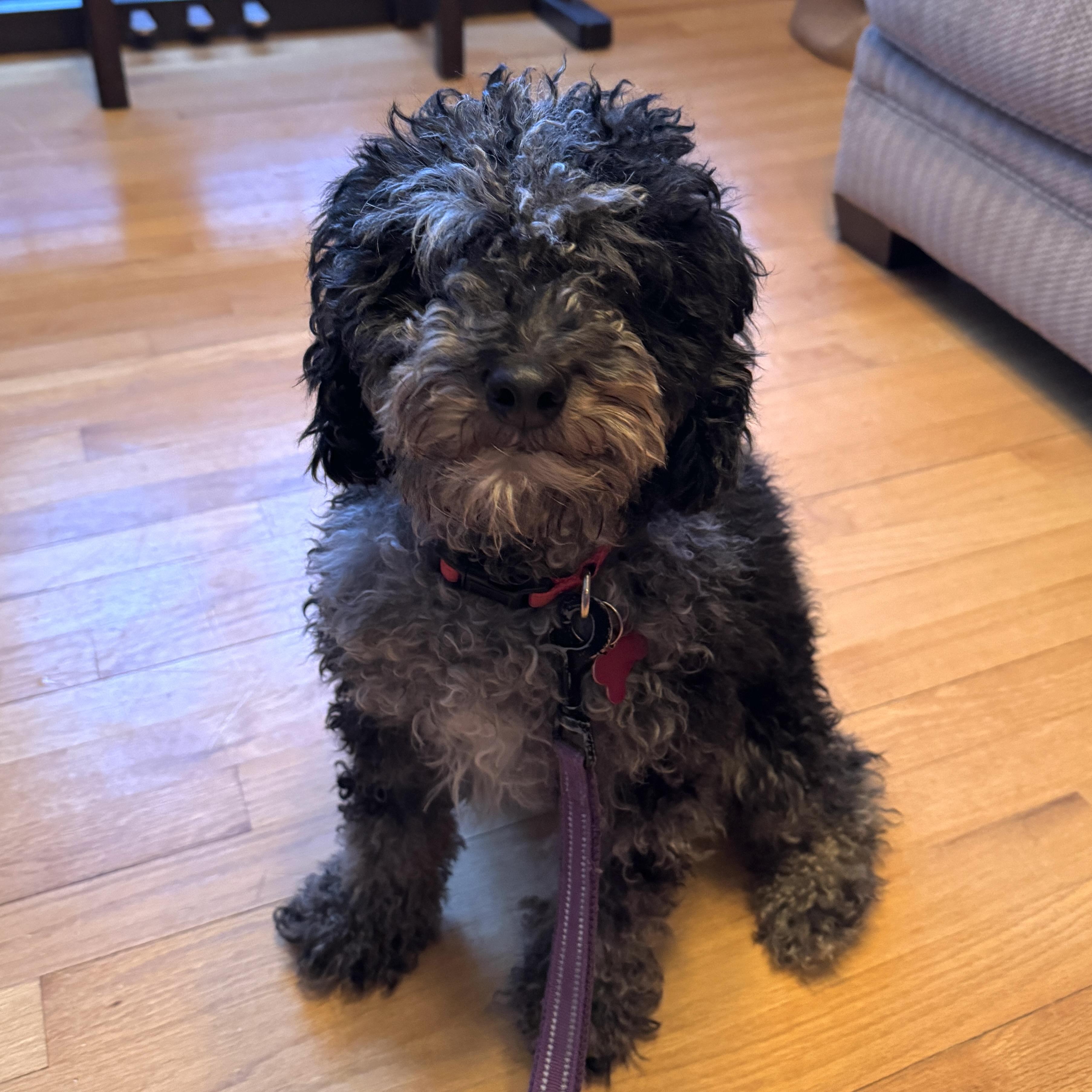 Parker, a ADOPTABLE mixed breed in Prior Lake, MN image 6/6