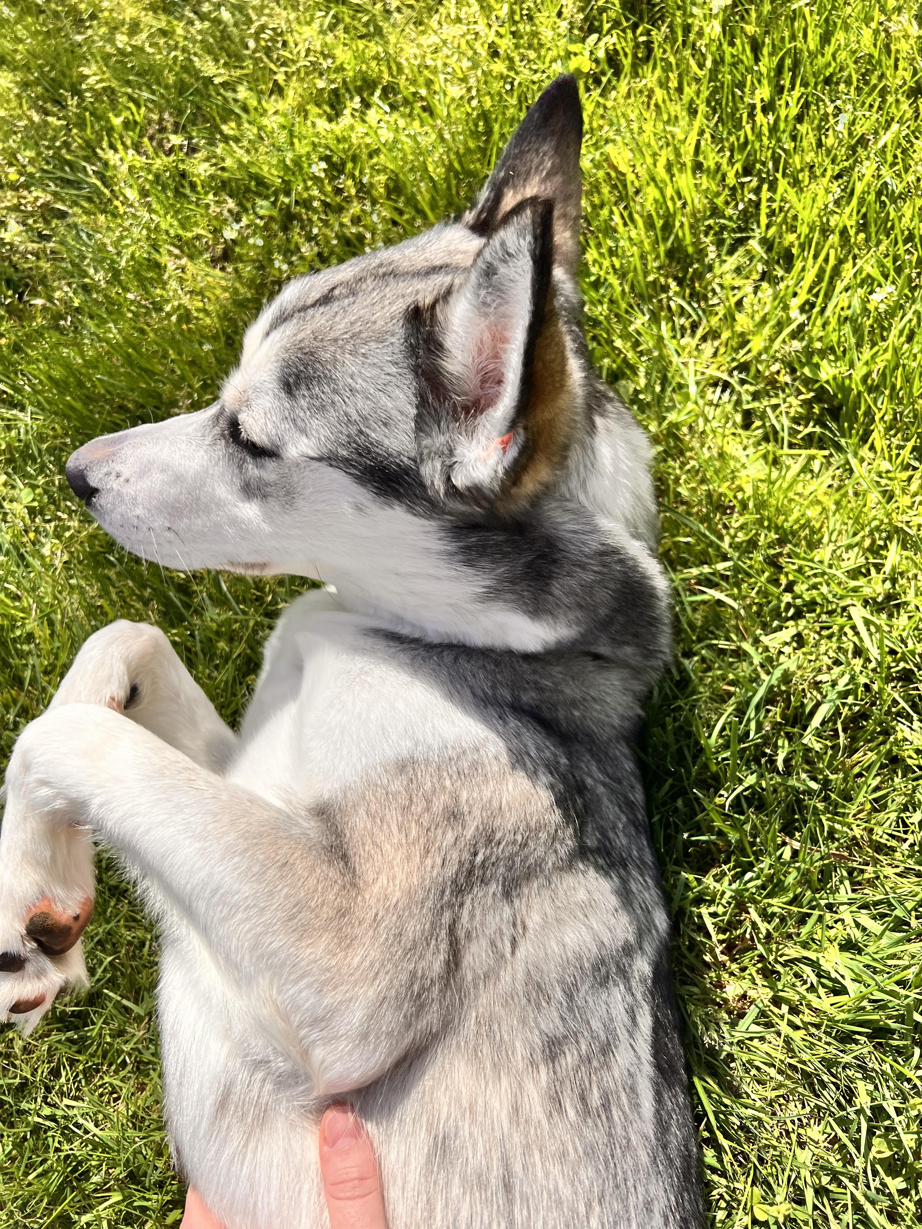 Enlarge Nova, a Adopted Siberian Husky in Old Saybrook, CT image 5/6