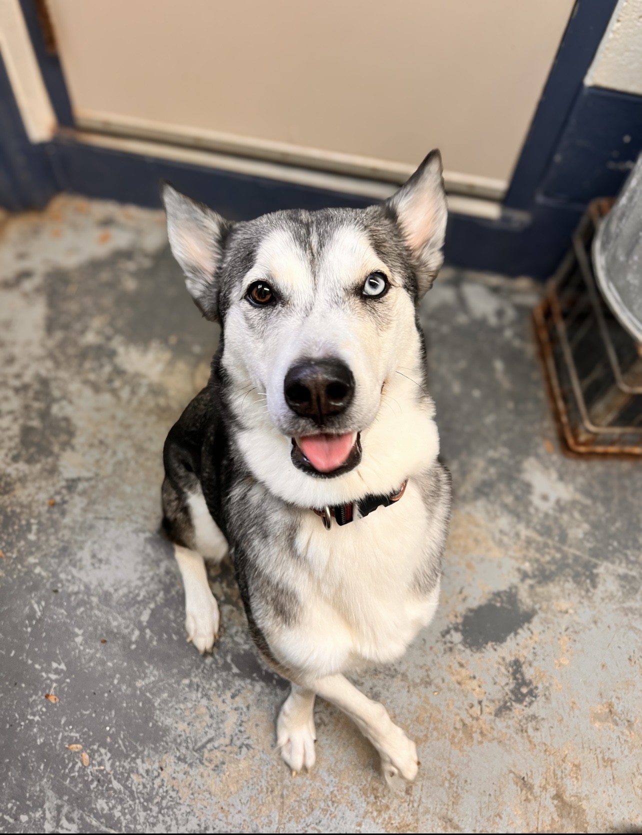 Enlarge Nova, a Adopted Siberian Husky in Old Saybrook, CT image 6/6