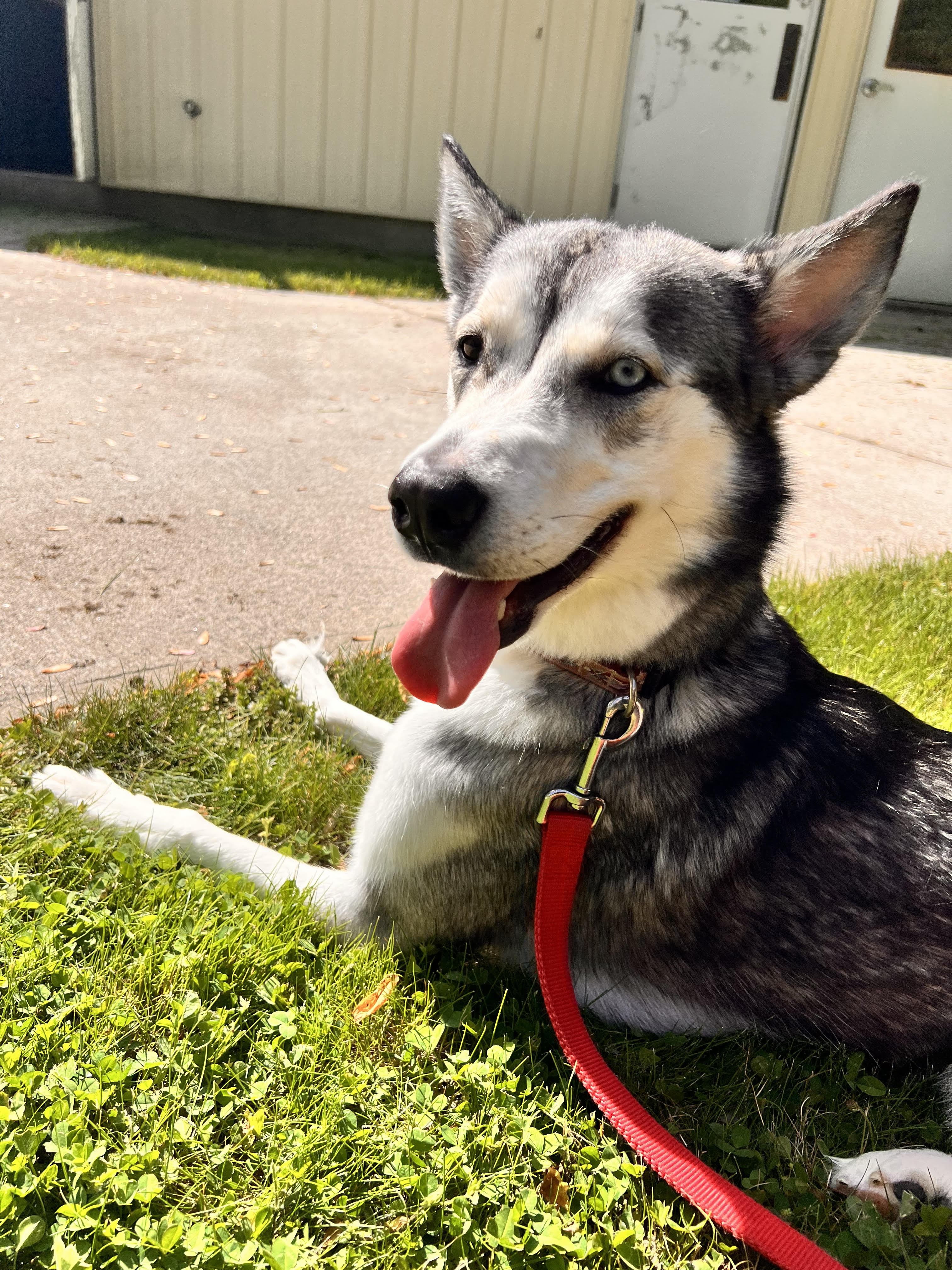 Enlarge Nova, a Adopted Siberian Husky in Old Saybrook, CT image 4/6
