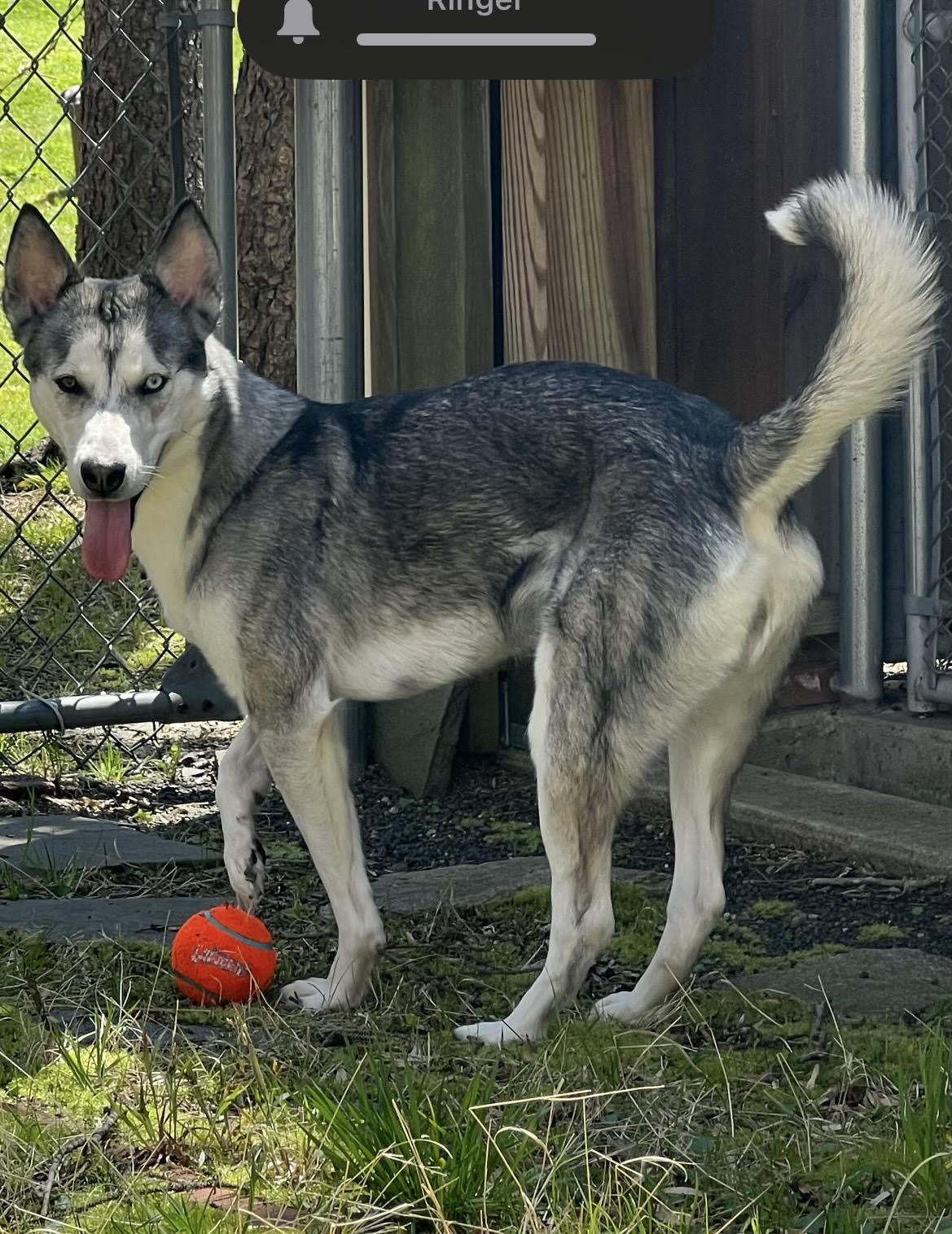 Enlarge Nova, a Adopted Siberian Husky in Old Saybrook, CT image 3/6