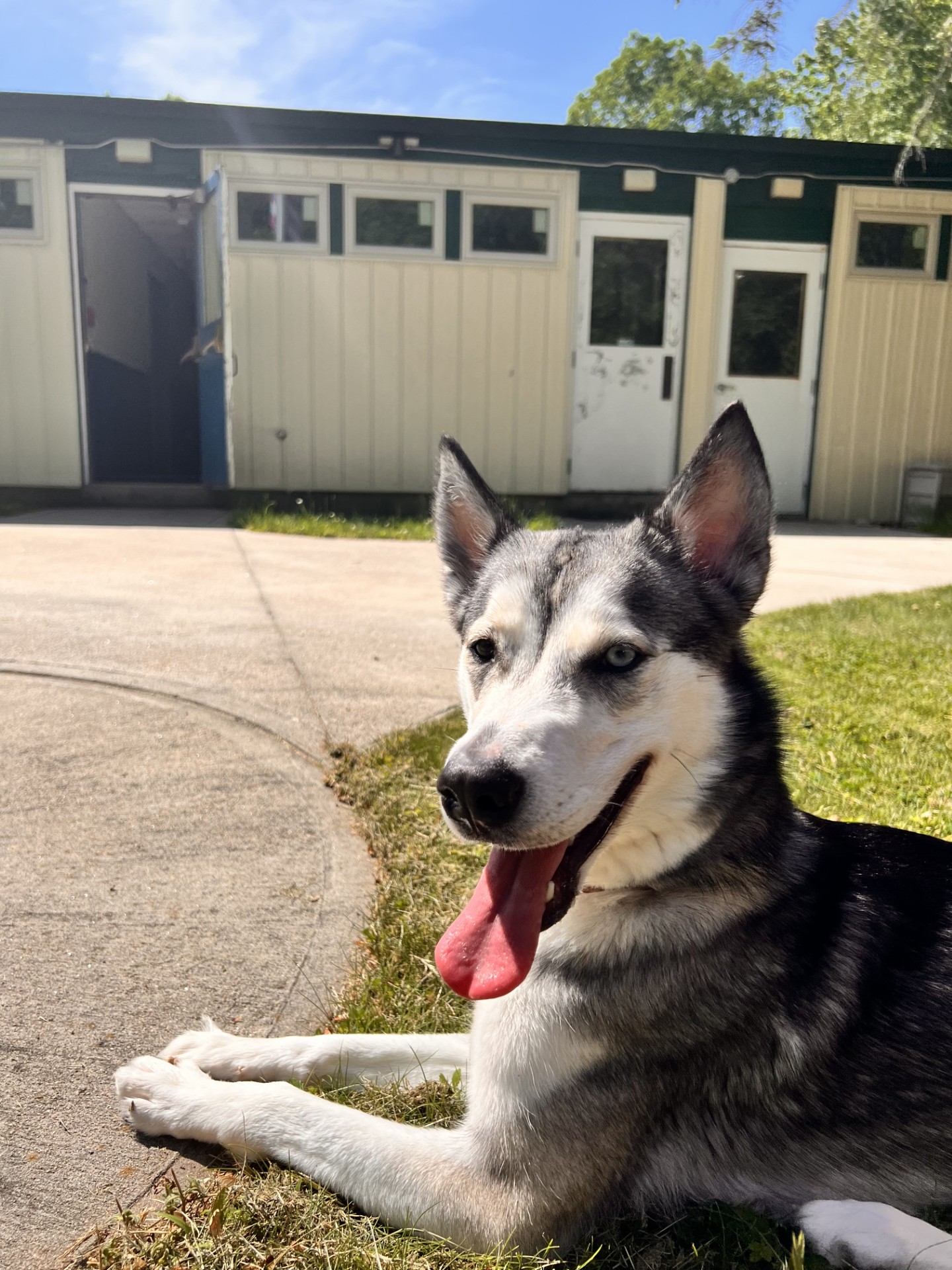 Enlarge Nova, a Adopted Siberian Husky in Old Saybrook, CT image 1/6