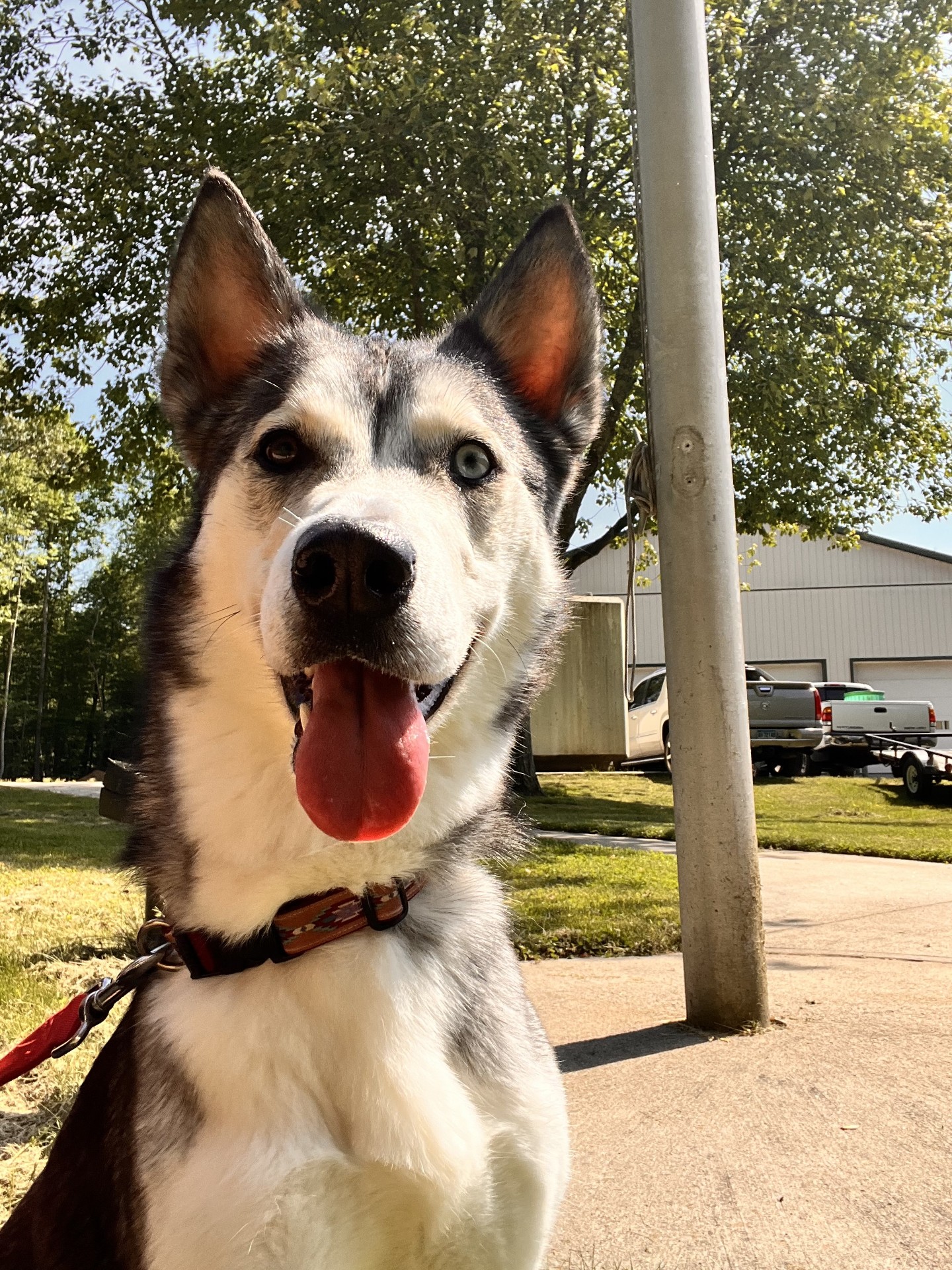 Enlarge Nova, a Adopted Siberian Husky in Old Saybrook, CT image 2/6