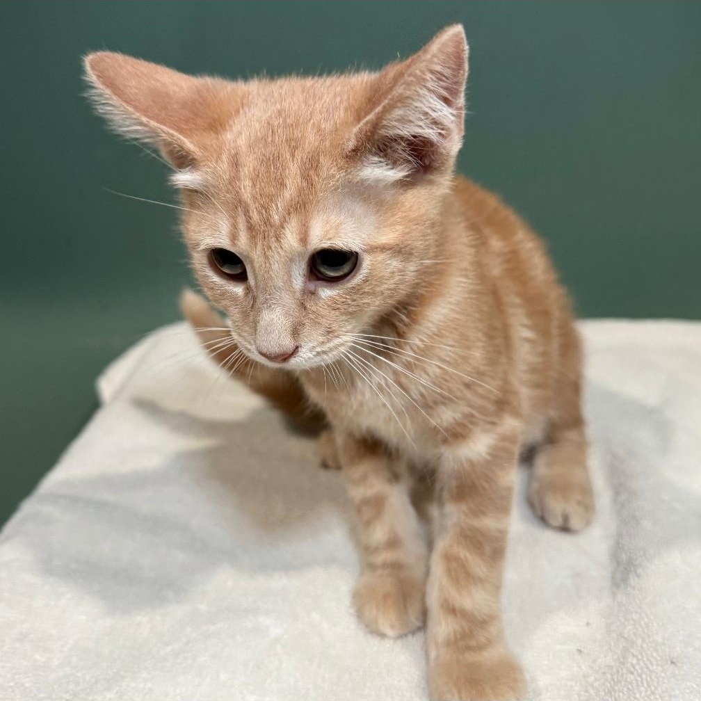 Enlarge COSTCO, a Adopted Domestic Short Hair in Ontario, CA image 3/5