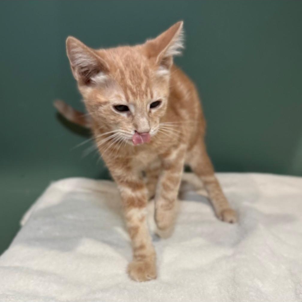 Enlarge COSTCO, a Adopted Domestic Short Hair in Ontario, CA image 4/5