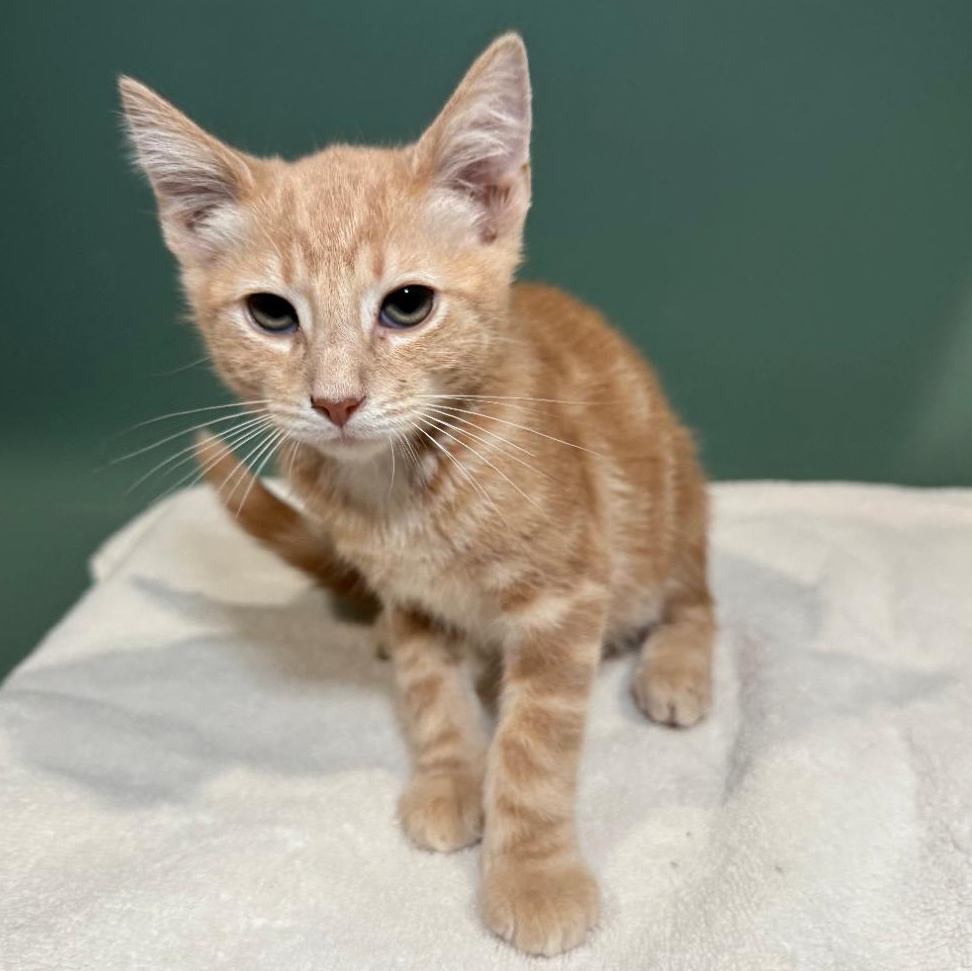 Enlarge COSTCO, a Adopted Domestic Short Hair in Ontario, CA image 2/5