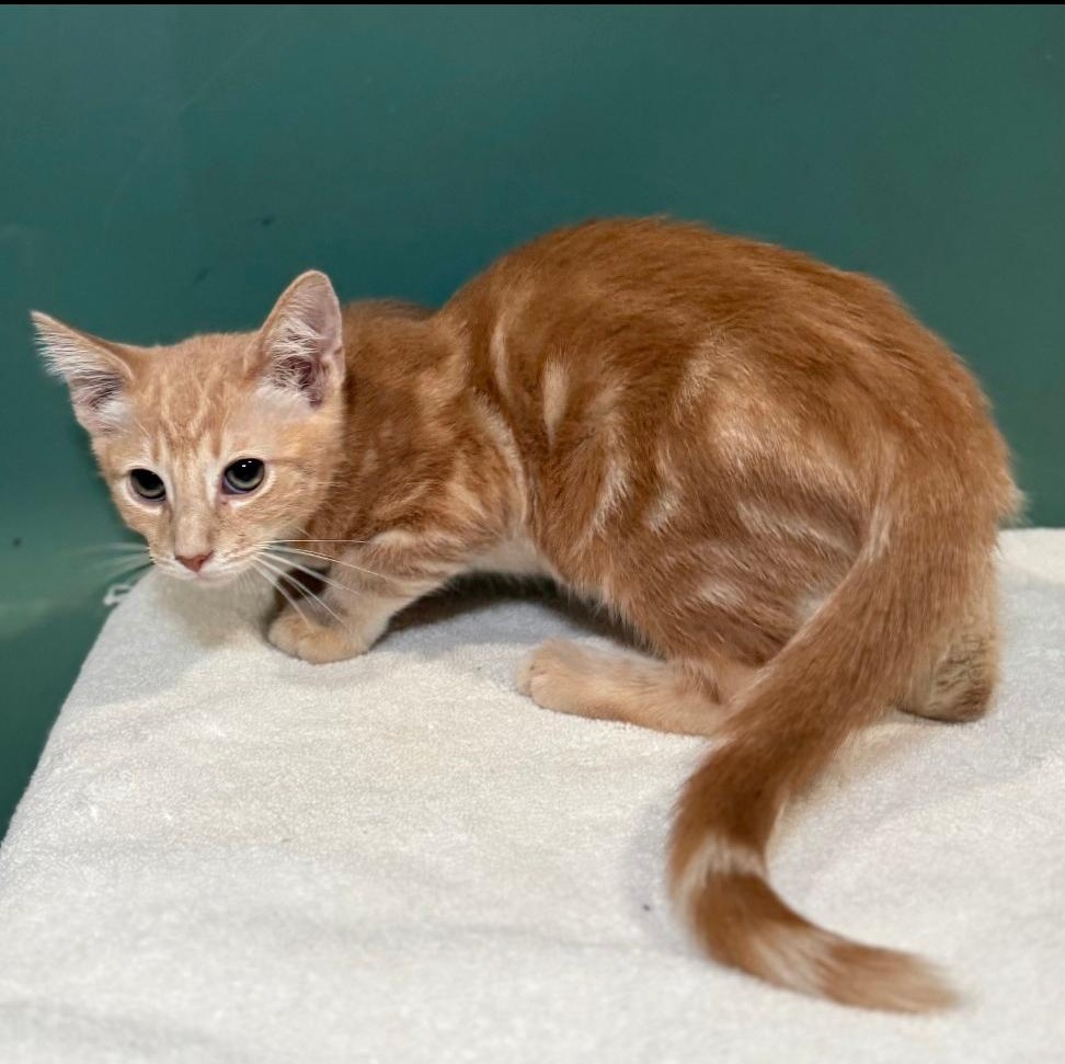 Enlarge COSTCO, a Adopted Domestic Short Hair in Ontario, CA image 5/5