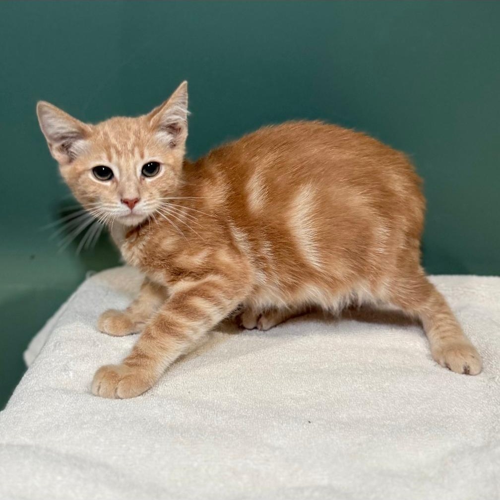 Enlarge COSTCO, a Adopted Domestic Short Hair in Ontario, CA image 1/5