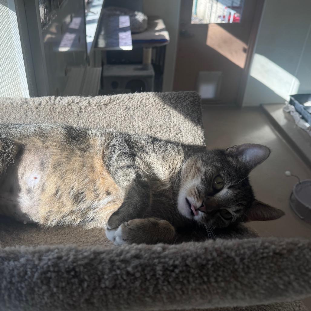 Gertie, Adoptable, Young Female Domestic Short Hair.