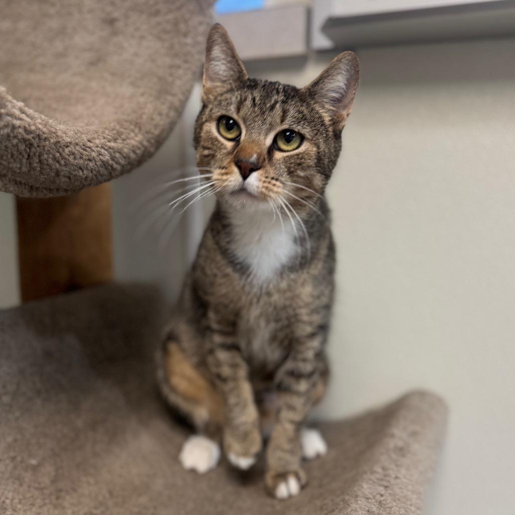 Enlarge Gertie, a Adoptable Domestic Short Hair in Easton, PA image 2/4