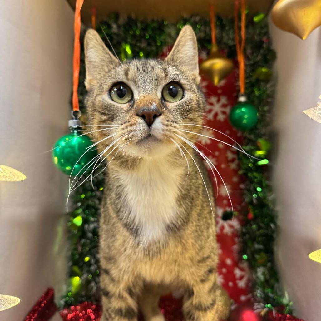 Enlarge Gertie, a Adoptable Domestic Short Hair in Easton, PA image 3/4