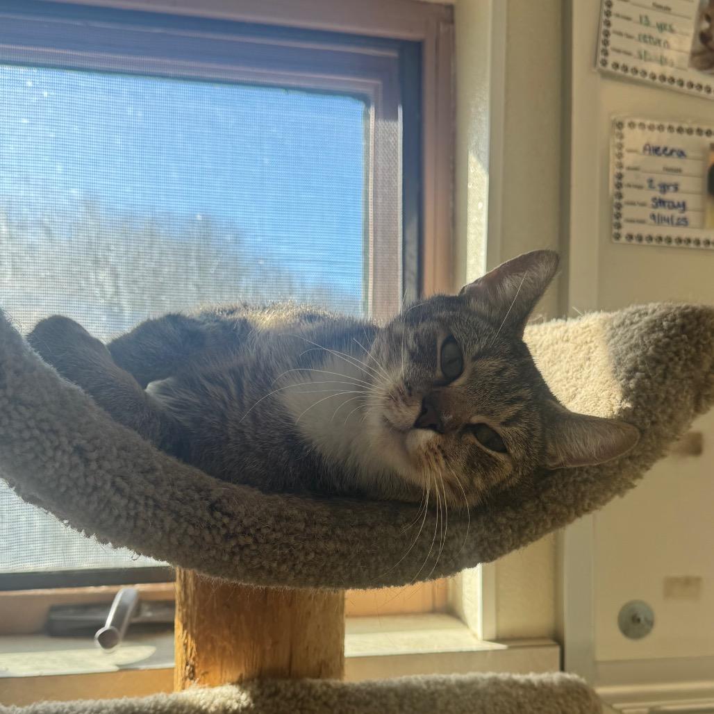 Enlarge Gertie, a Adoptable Domestic Short Hair in Easton, PA image 4/4