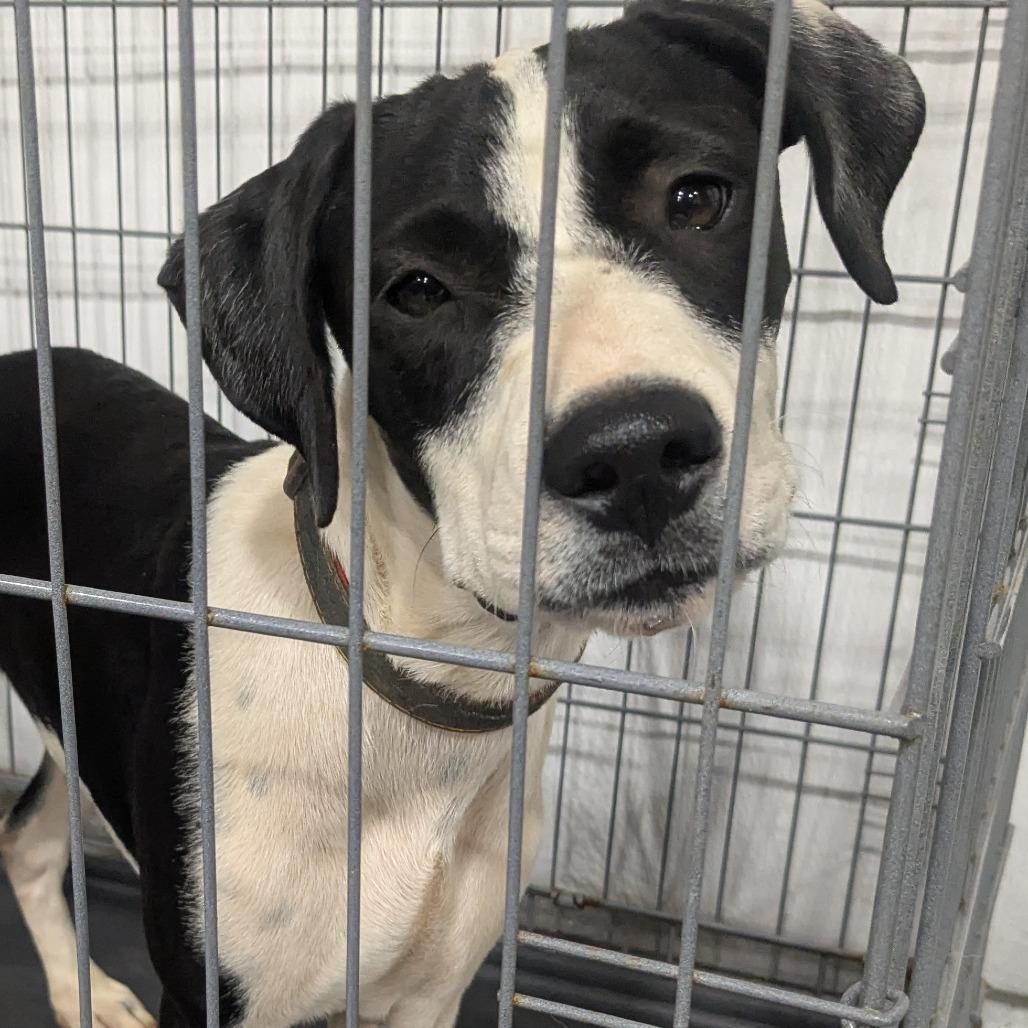 Jasper(Gemstones Litter), Adoptable, Young Male Boxer & Feist.