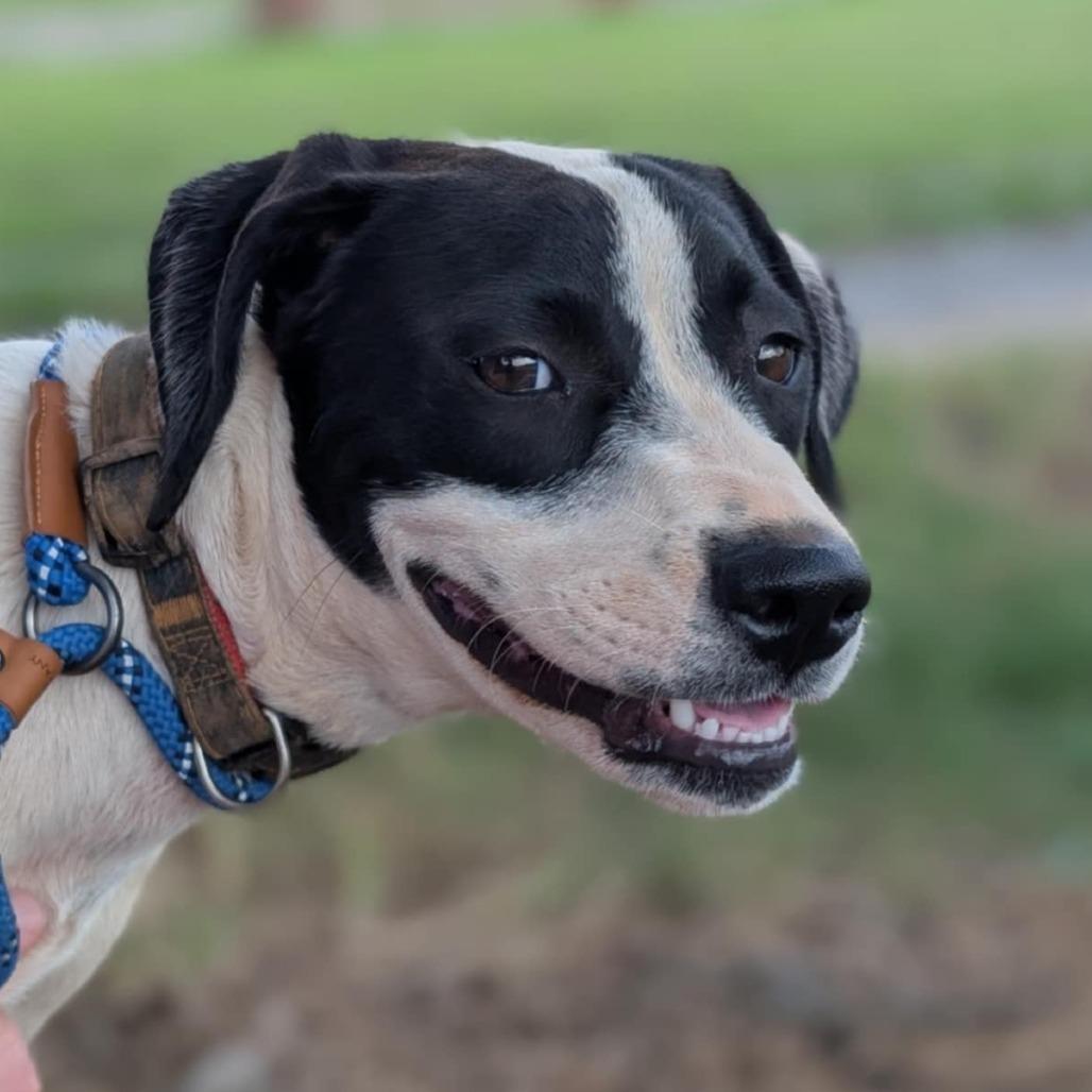 Jasper(Gemstones Litter), a Adoptable mixed breed in Lenoir, NC image 3/6