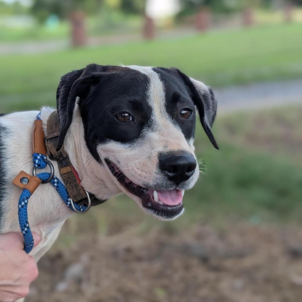 Enlarge Jasper(Gemstones Litter), a Adoptable mixed breed in Lenoir, NC image 2/6
