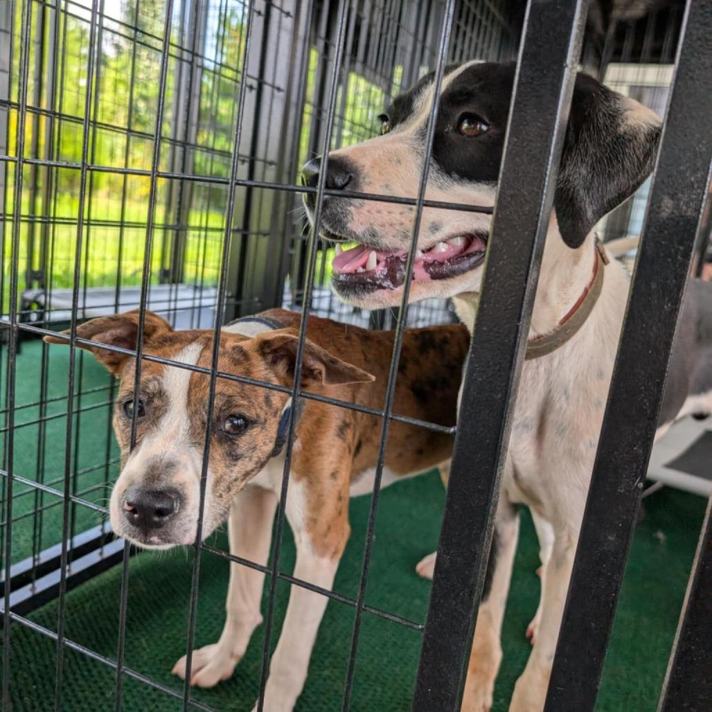 Jasper(Gemstones Litter), a Adoptable mixed breed in Lenoir, NC image 4/6