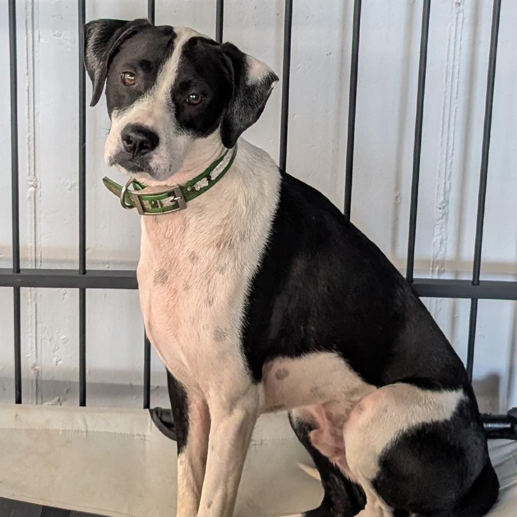 Jasper(Gemstones Litter), a Adoptable mixed breed in Lenoir, NC image 2/6