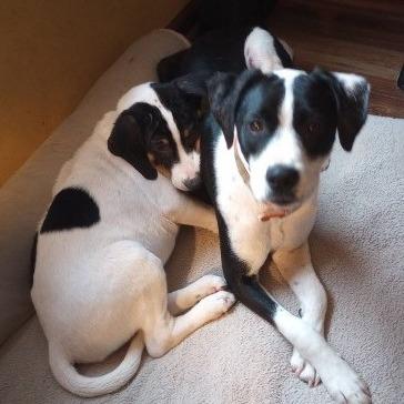 Enlarge Jasper(Gemstones Litter), a Adoptable mixed breed in Lenoir, NC image 2/6