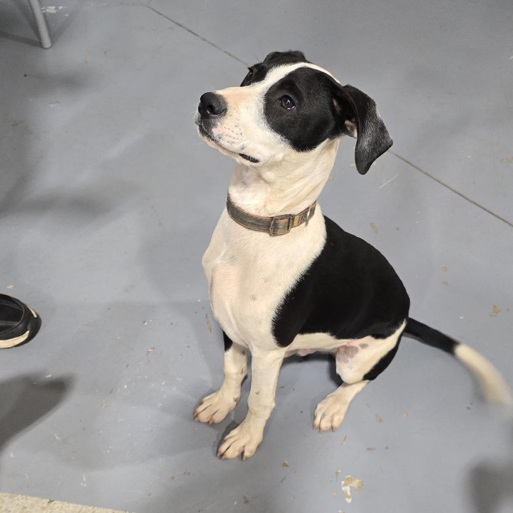 Jasper(Gemstones Litter), a Adoptable mixed breed in Lenoir, NC image 6/6