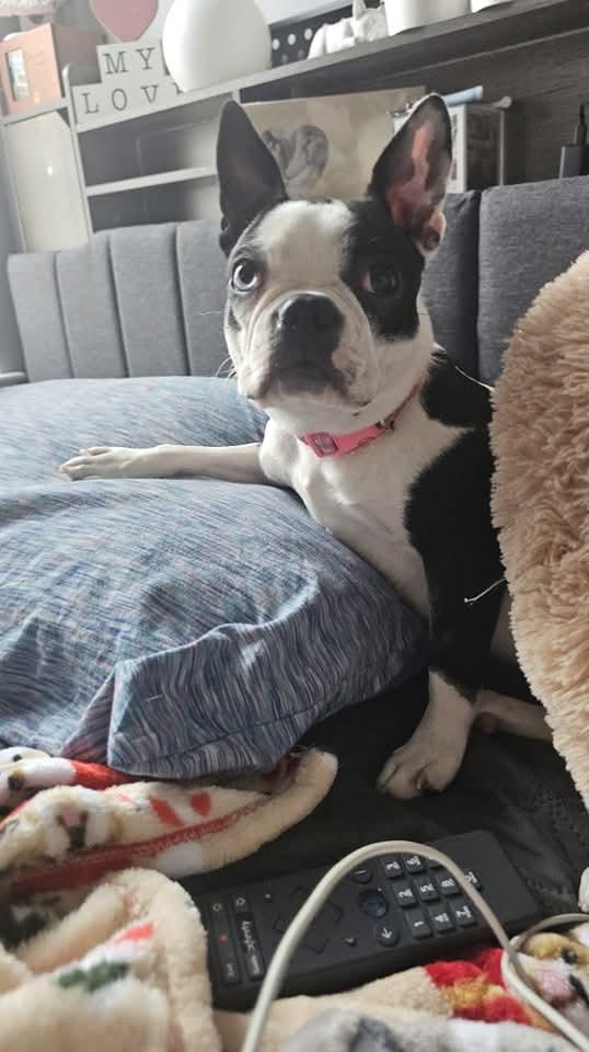 Enlarge Poochie/Penny, a Adopted Boston Terrier in Antioch, TN image 1/1