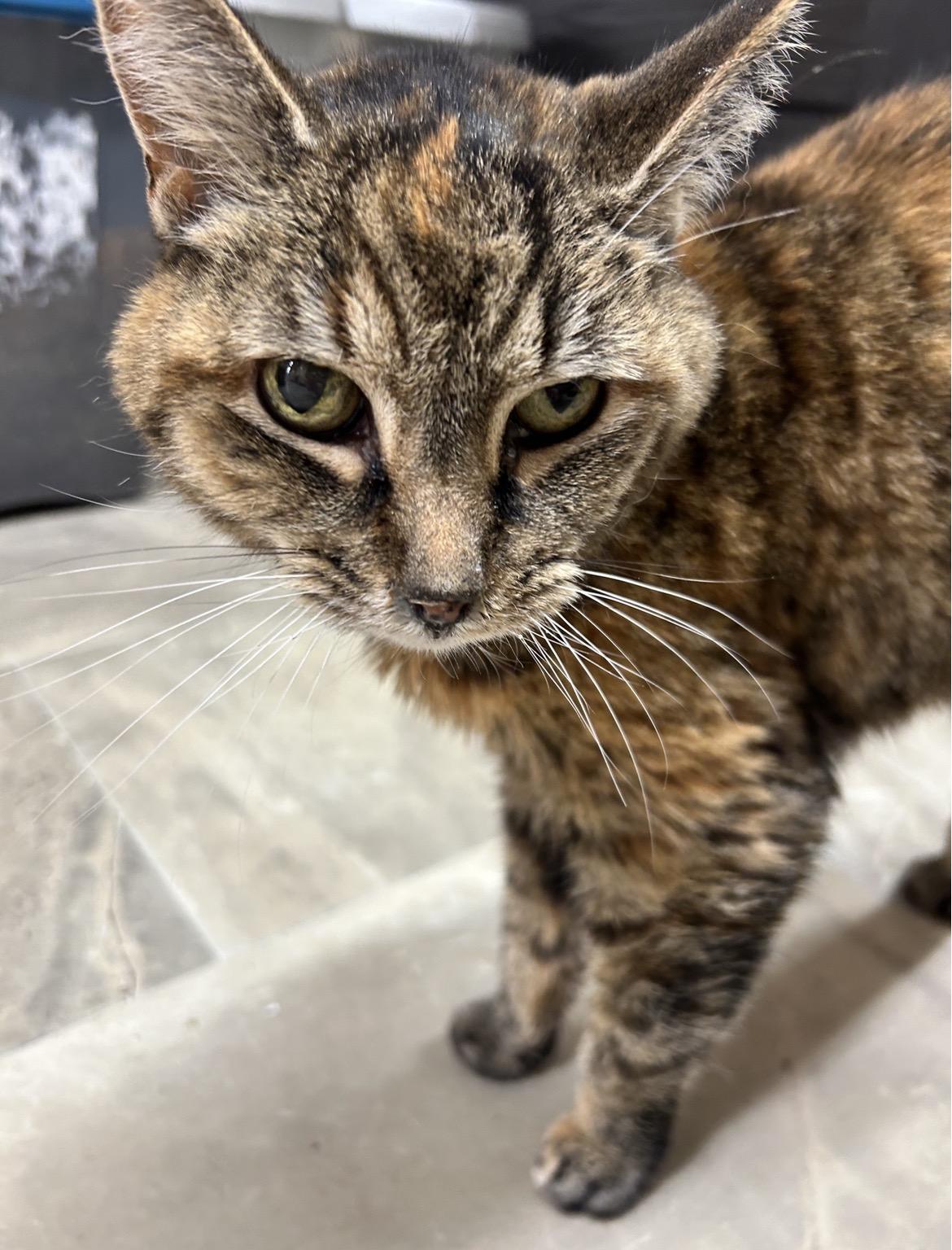 Anastasia, ADOPTABLE, Senior Female Torbie.