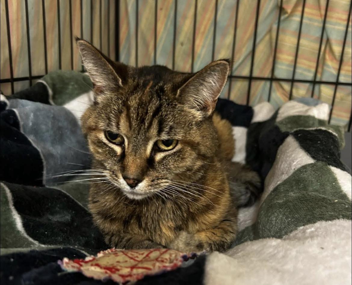 Anastasia — thumbnail 2