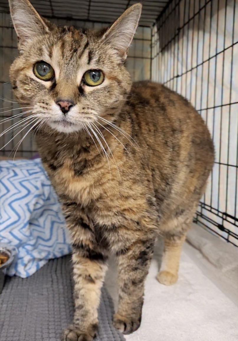 Enlarge Anastasia, a ADOPTABLE Torbie in Maple Ridge, BC image 4/5