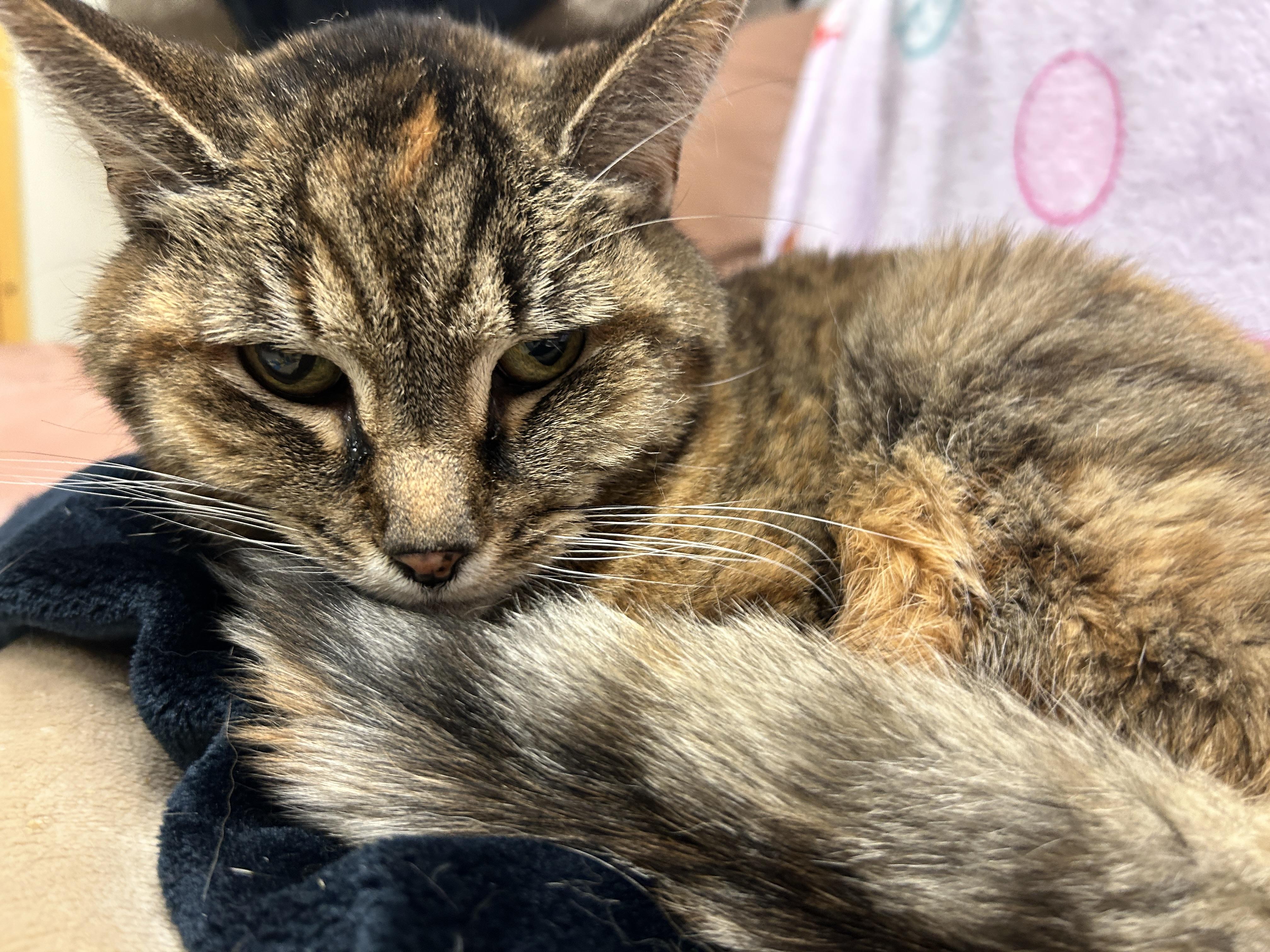 Anastasia — thumbnail 4