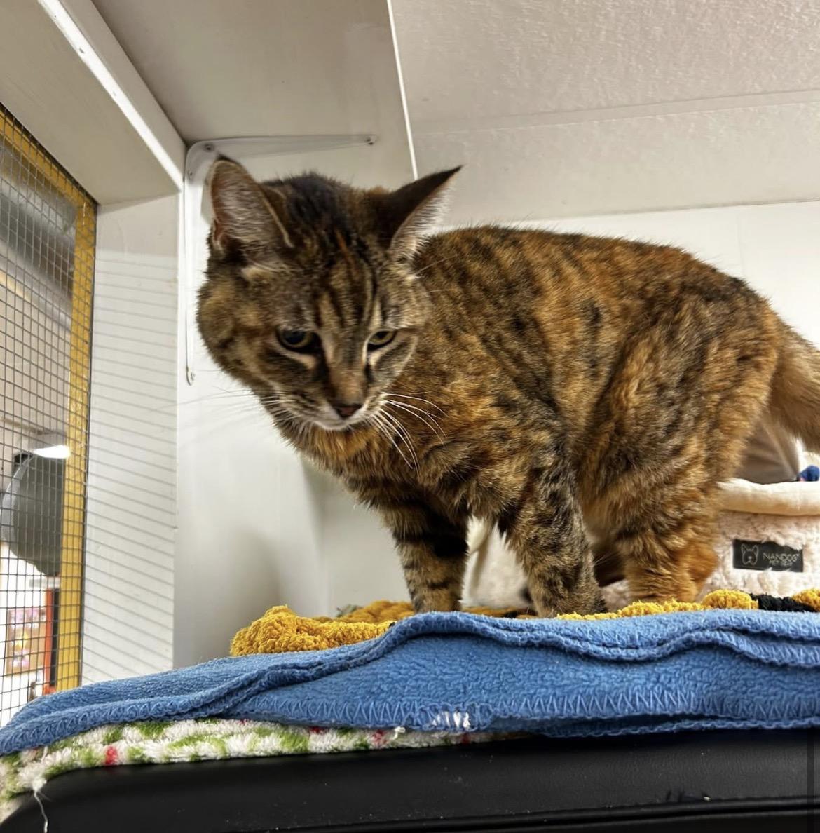 Enlarge Anastasia, a ADOPTABLE Torbie in Maple Ridge, BC image 5/5