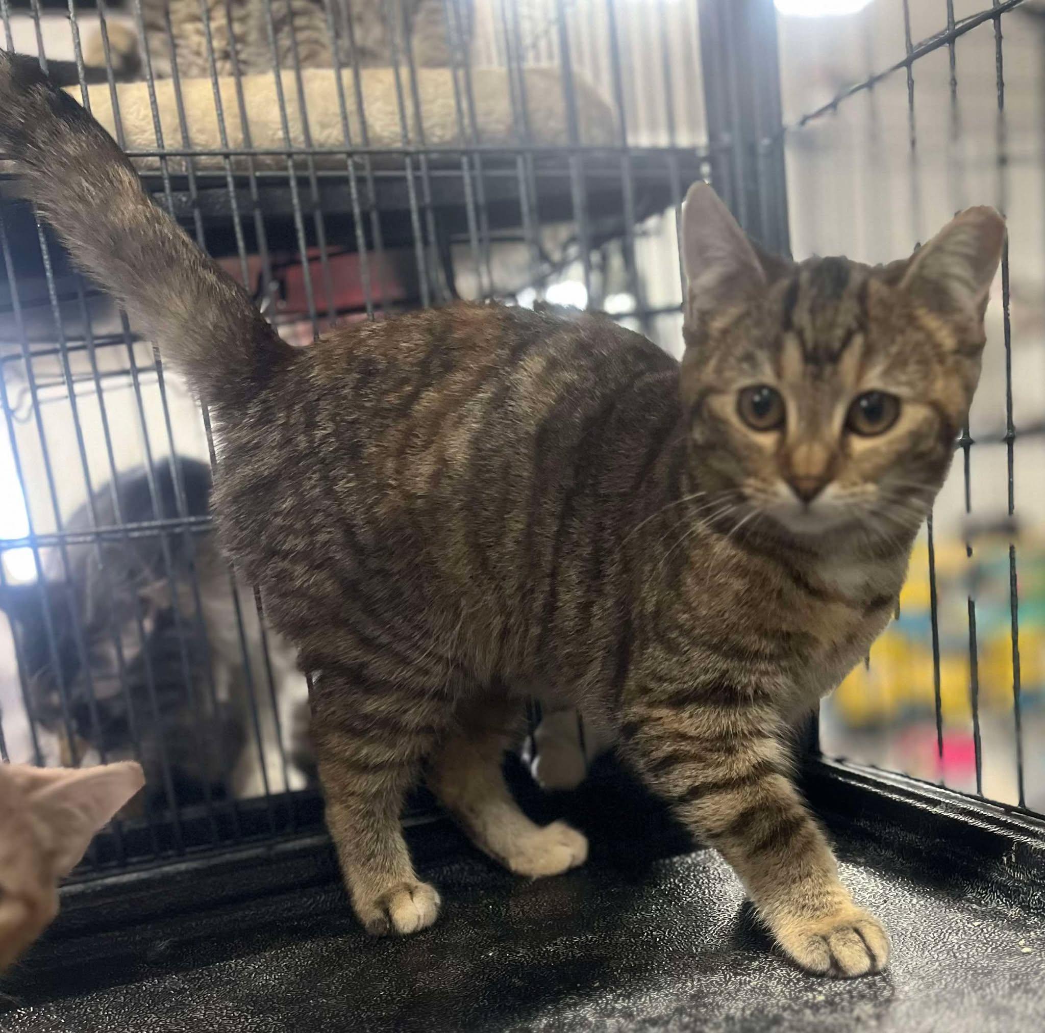 Maxy, Young Female Tabby