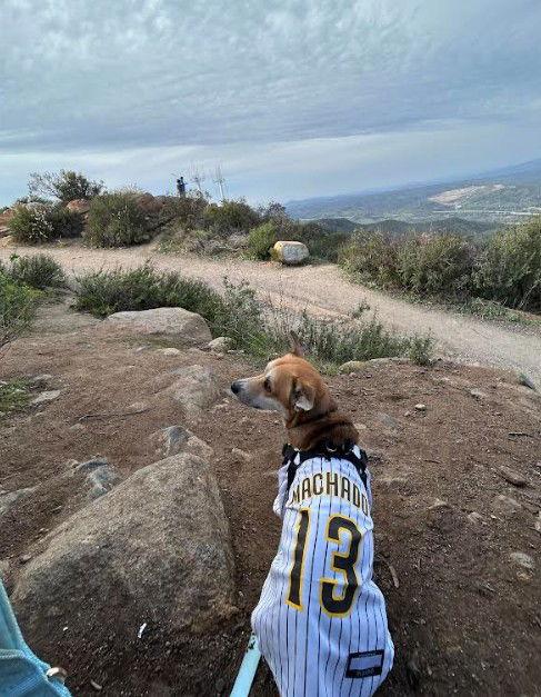 Arlo, Adoptable, Adult Male Corgi & Chihuahua.