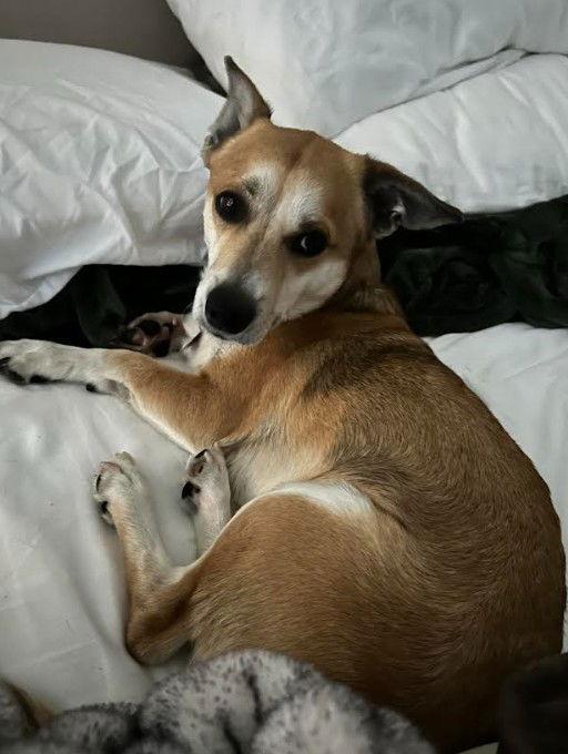 Enlarge Arlo, a Adoptable mixed breed in San Diego, CA image 2/3