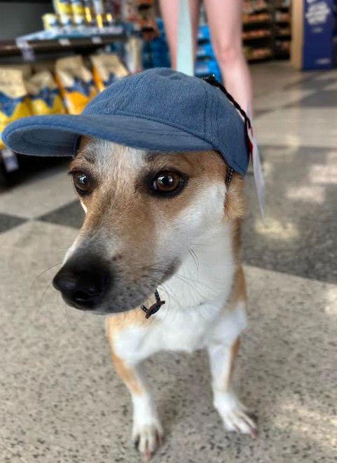 Enlarge Arlo, a Adoptable mixed breed in San Diego, CA image 3/3