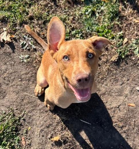 Jake*ADOPTION*PENDING