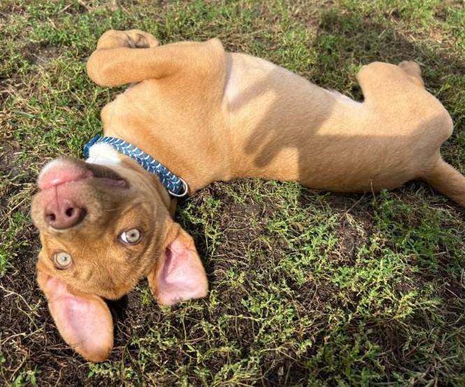 Jake*ADOPTION*PENDING, a Adoptable mixed breed in Waverly, IA image 1/6