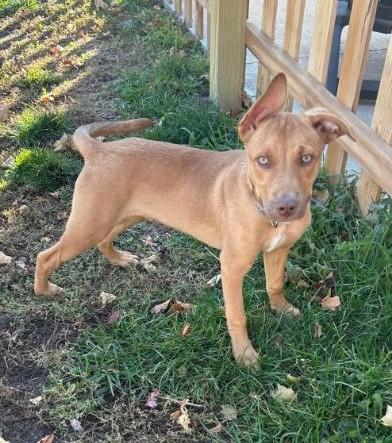 Jake*ADOPTION*PENDING, a Adoptable mixed breed in Waverly, IA image 5/6