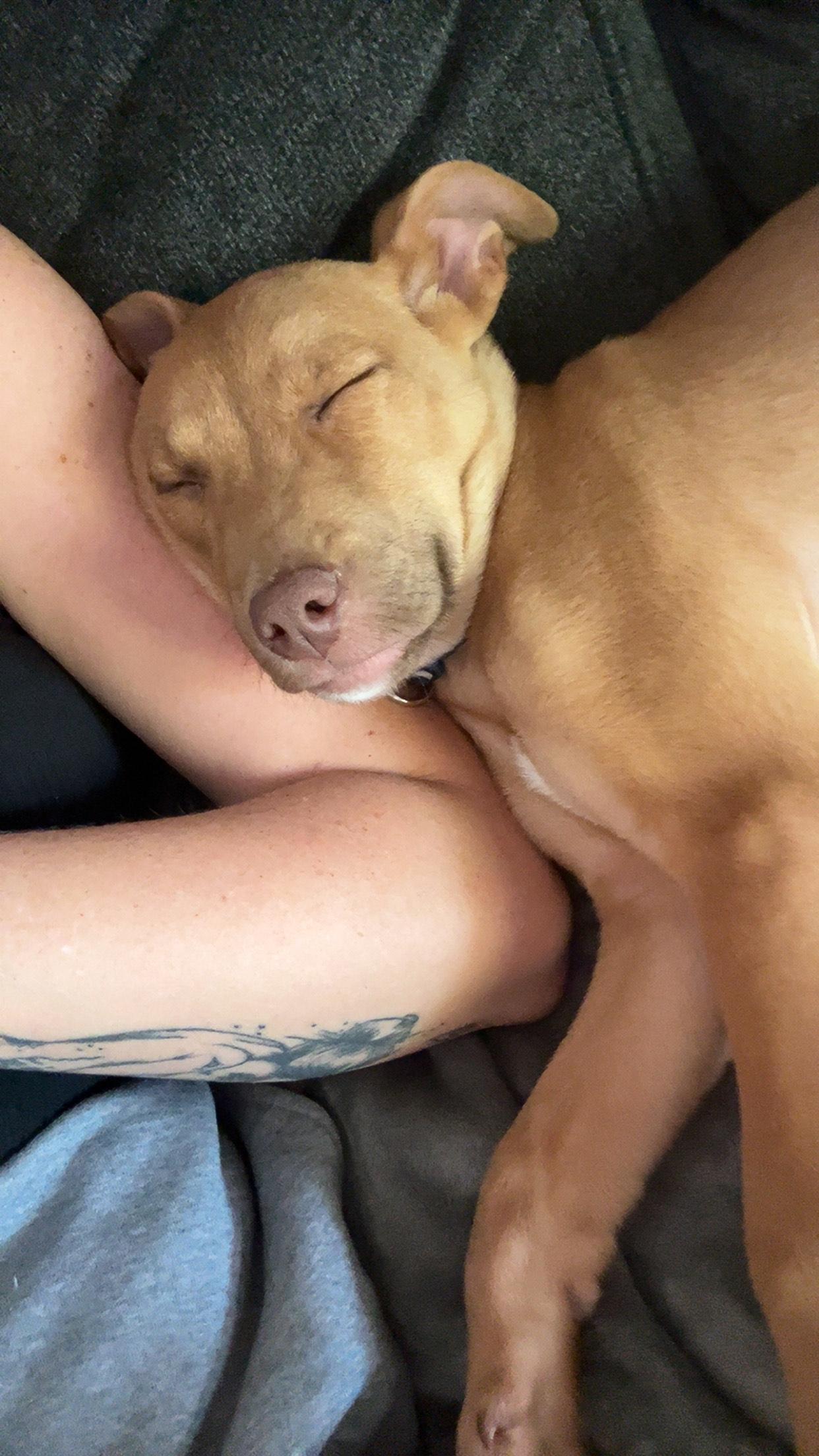 Jake*ADOPTION*PENDING, a Adoptable mixed breed in Waverly, IA image 6/6