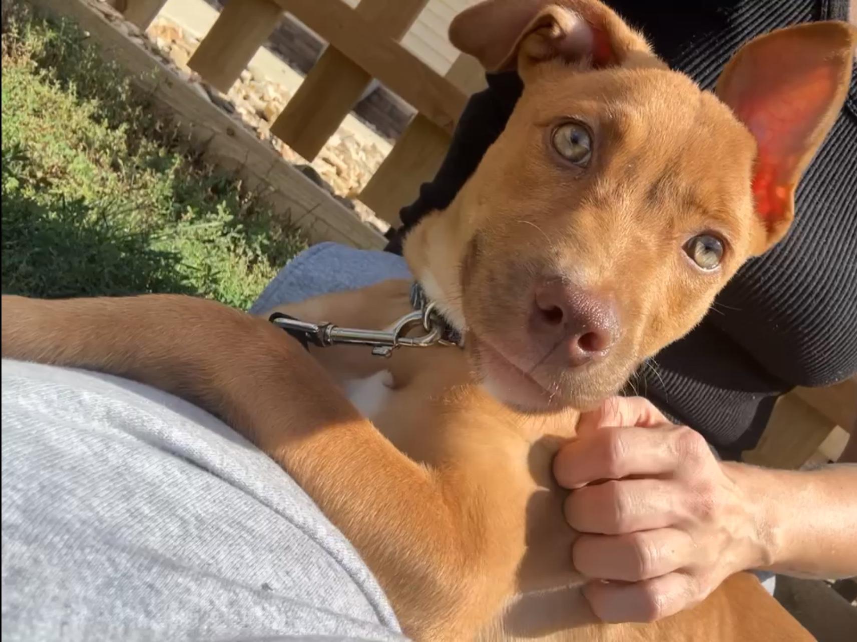 Jake*ADOPTION*PENDING, a Adoptable mixed breed in Waverly, IA image 3/6