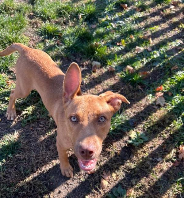 Jake*ADOPTION*PENDING