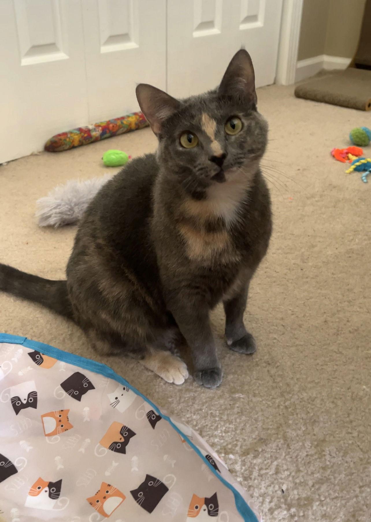 Zoey, Adoptable, Adult Female Tortoiseshell & Russian Blue.