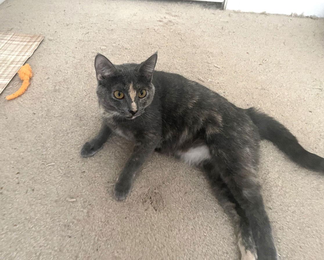 Enlarge Zoey, a Adoptable mixed breed in Acworth, GA image 2/3