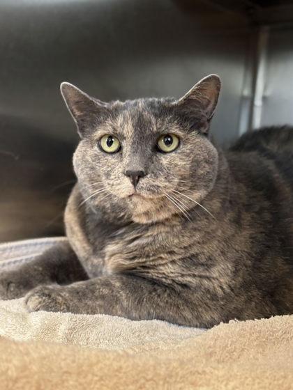 Enlarge Kiki, a Adoptable Domestic Short Hair in Winchester, VA image 1/1