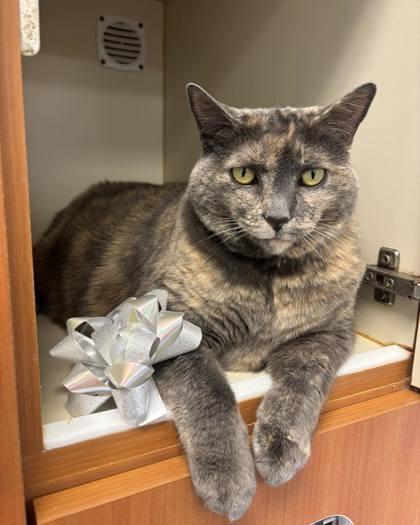 Enlarge Kiki, a Adoptable Domestic Short Hair in Winchester, VA image 2/3