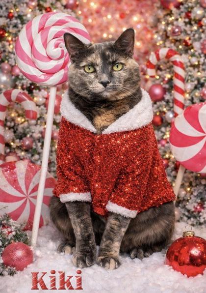 Kiki, a Adoptable Domestic Short Hair in Winchester, VA image 2/3