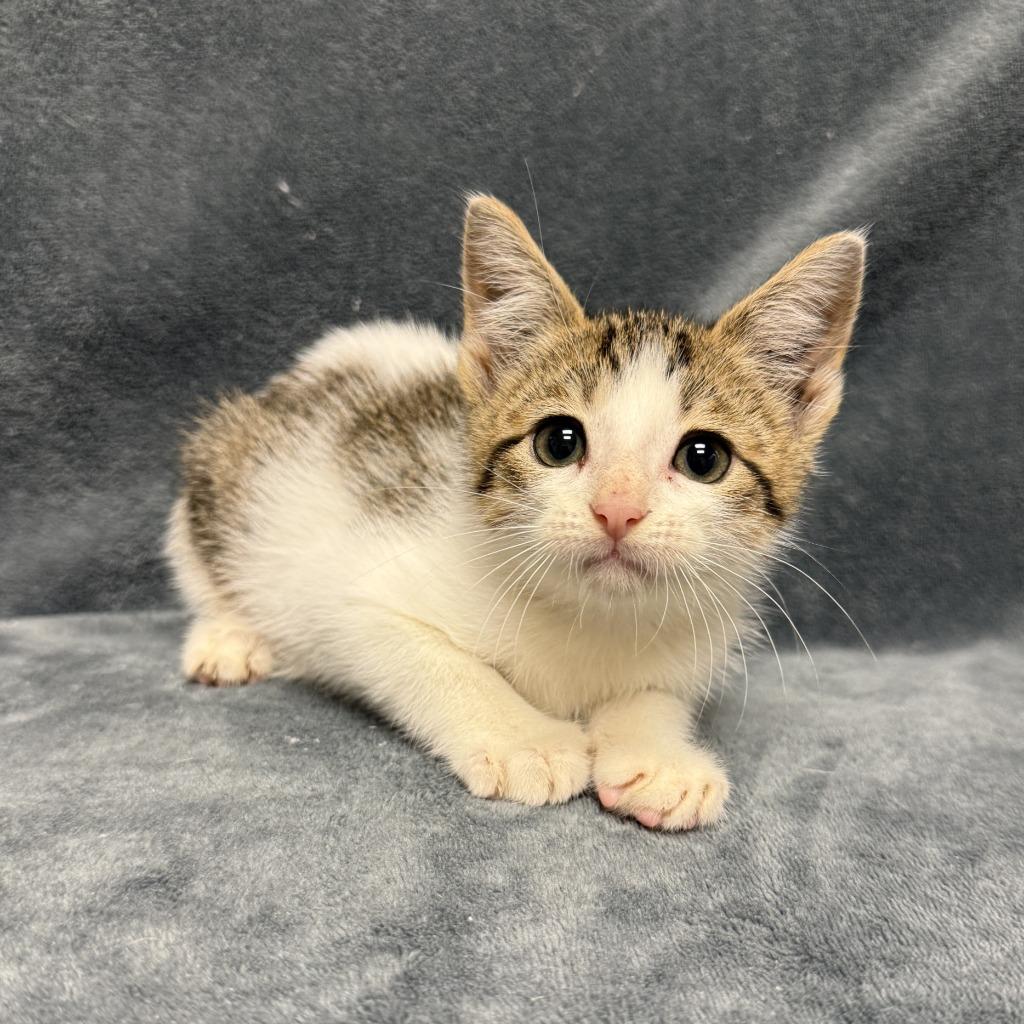 Enlarge Marsh, a Adoptable mixed breed in Brenham, TX image 2/6