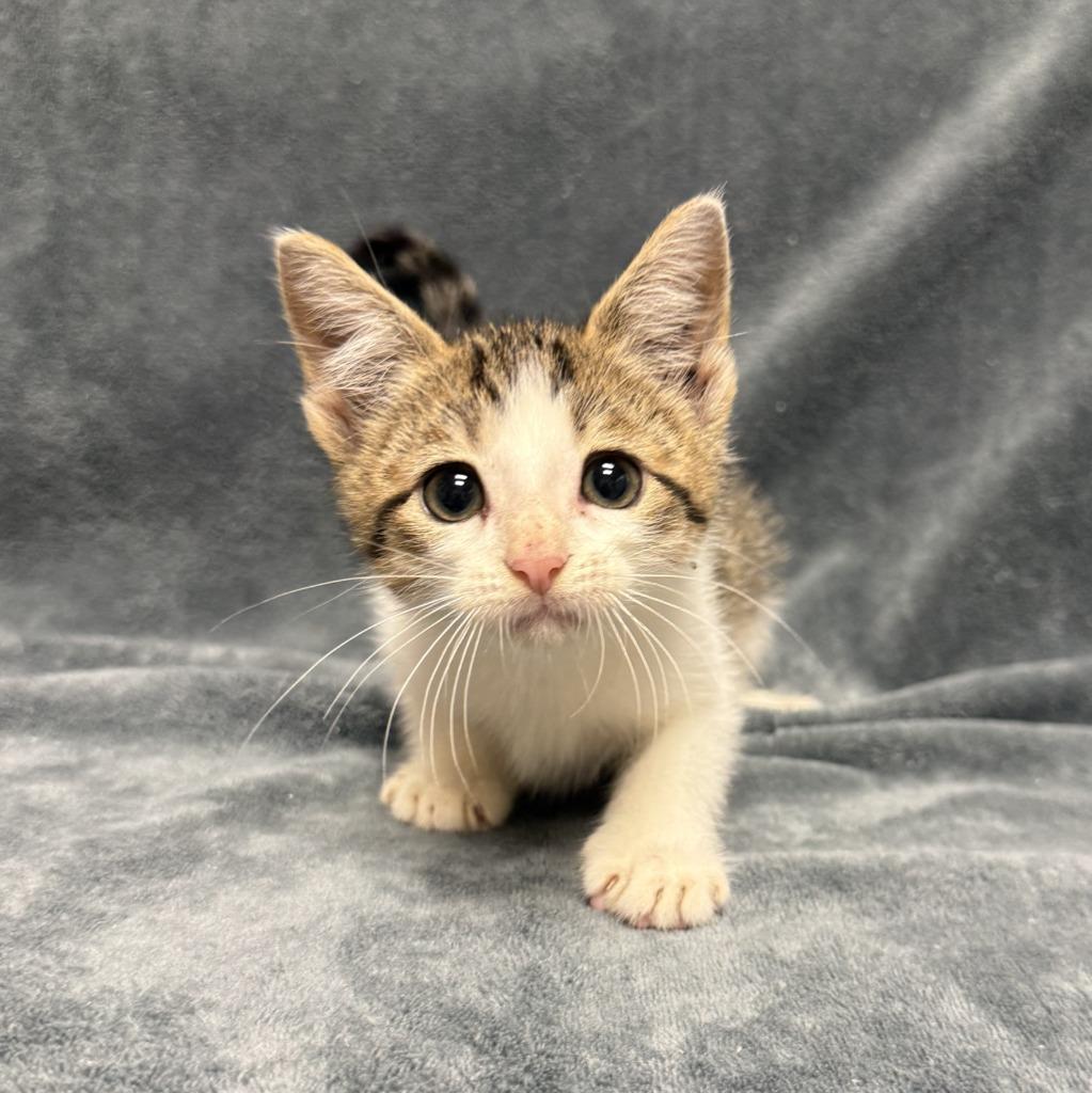 Enlarge Marsh, a Adoptable mixed breed in Brenham, TX image 3/6