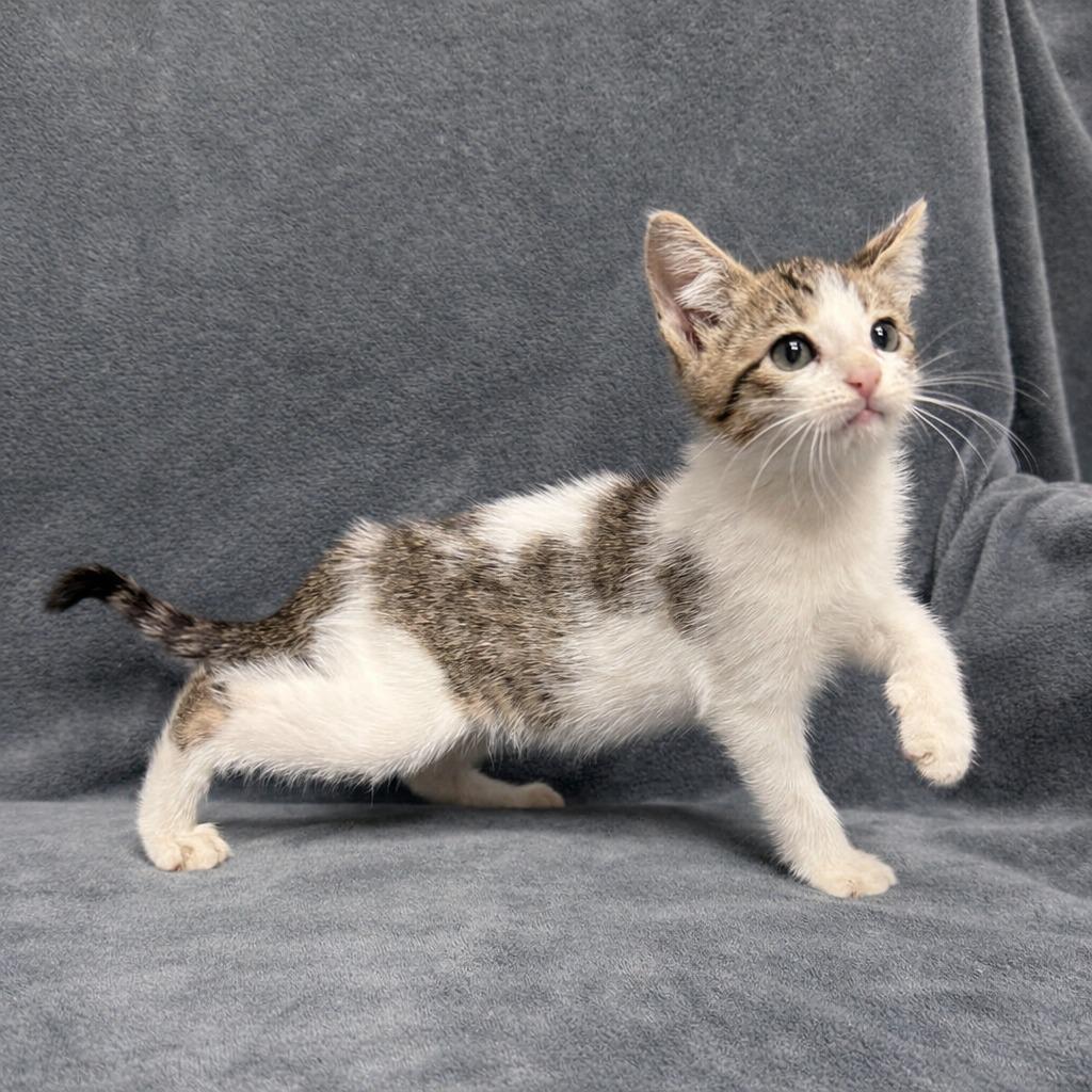 Enlarge Marsh, a Adoptable mixed breed in Brenham, TX image 4/6